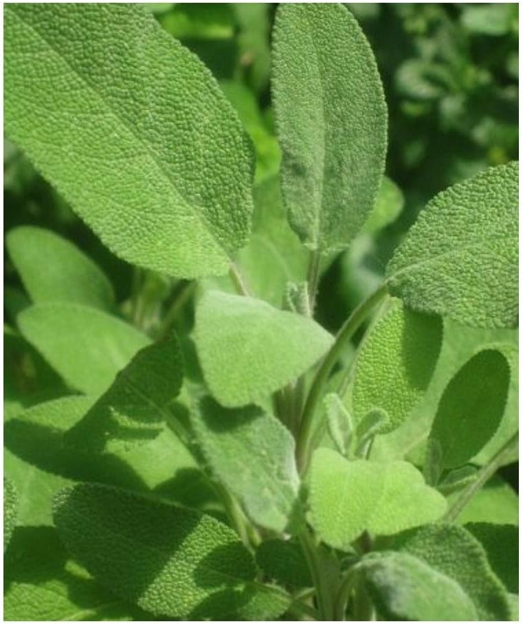 PREMIER SEEDS DIRECT Herbs - SAGE - Broad LEAVED - 100 Seeds (Organic/BIO), Blue