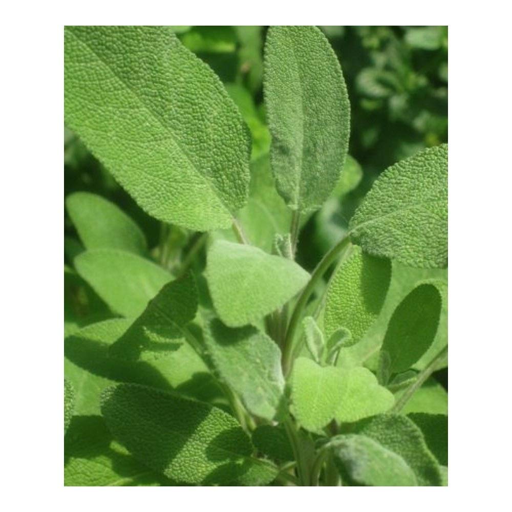 PREMIER SEEDS DIRECT Herbs - SAGE - Broad LEAVED - 100 Seeds (Organic/BIO)