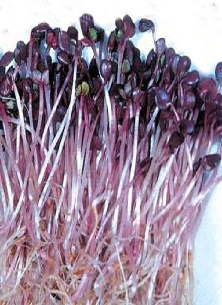 Premier Seeds Direct ORG156B 200g Radish Rambo Organic Sprouting Seeds