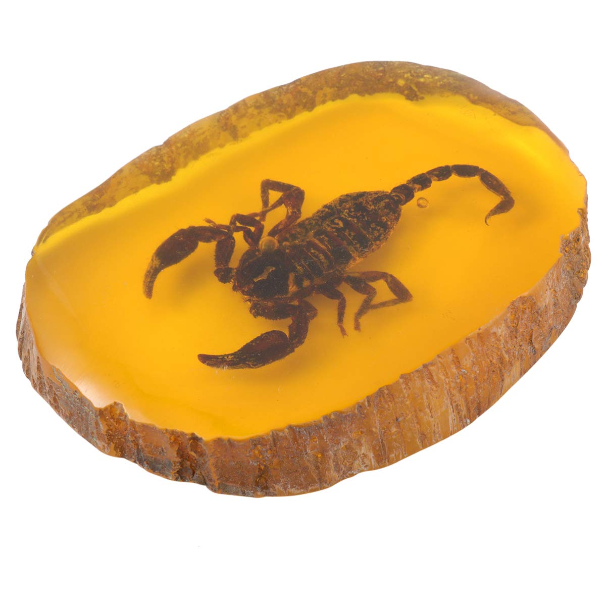 Garneck Amber Insect,Artificial Amber Insect Specimen Pendant Butterfly Scorpions Insects Stone Ornament for Collection(Scorpion)