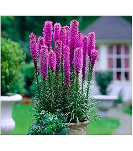 m*i様 GALLIUM EXTRA BASE ピンク・バイオレット・ブルー　未 Amazon.com : Purple Blazing Star - 5 Fresh Bulbs - Liatris Spicata