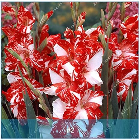 Amazon 2個希少グラジオラス球根 グラジオラス種ではない Diy花植物盆栽色ソードリリー球根家庭用家宝2 球根