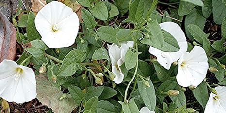 convolvulus pluricaulis