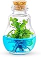 Venus Fly Trap, B52 mericlone, Maintenance Free, 100% Growth Guarantee