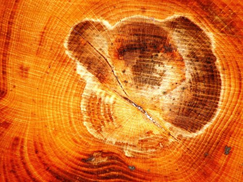 Home Comforts Framed Art for Your Wall Wood Texture Tree Grates Structure Grain Wood 10x13 Frame