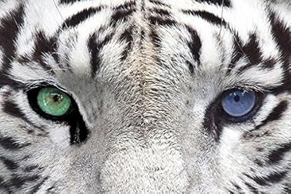 Amazon Com White Tiger Eyes Poster Amazing Eyes Closeup Rare Hot