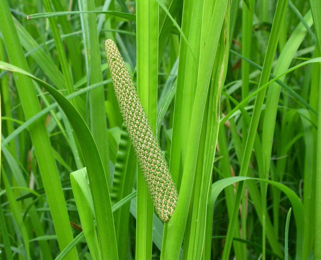 M-Tech Gardens Rare Calamus Sweet flag Vayambu Acorus Calamus Medicinal 1  Healthy Live Plant: Amazon.in: Garden & Outdoors