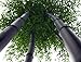 Giant Black Bamboo - Phyllostachys nigra - 4