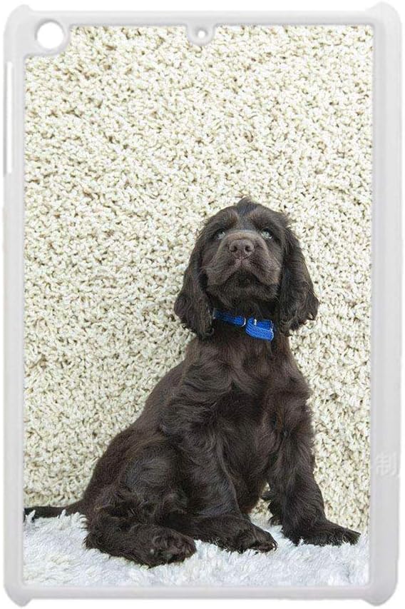 mini boykin spaniel