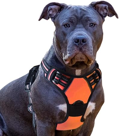 happy at heel harness amazon