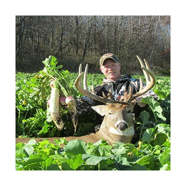Antler-King-Slam-Dunk-Hunt-Plot-Attractant