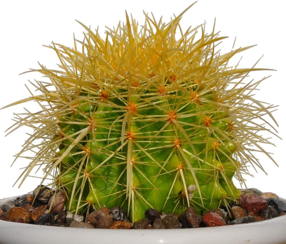 4” Plus Echinocactus Grusonii 'Golden Barrel' Cactus Drought Tolerant Plant