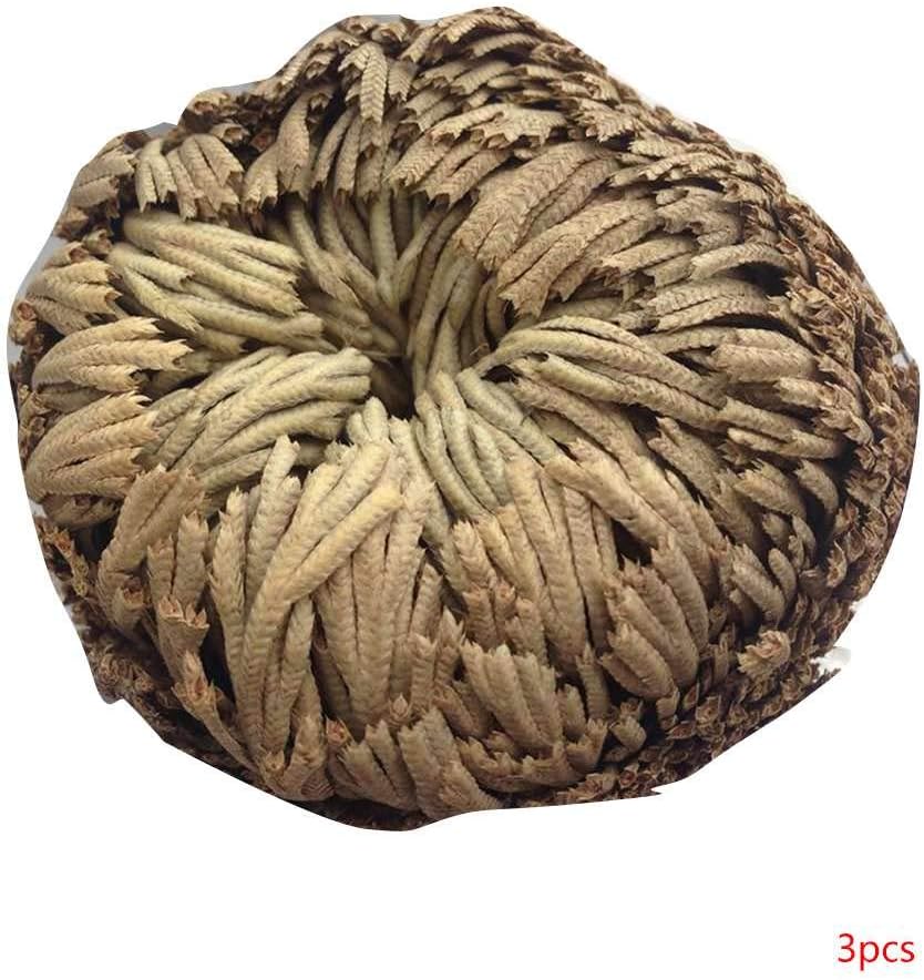 Aulley Practical Live Resurrection Plant Rose of Jericho Dinosaur Plant Air Fern Spike Moss Selaginella