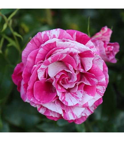 Amazon.com : Heirloom Alba Roses, Live Own Root Plant for Outdoor