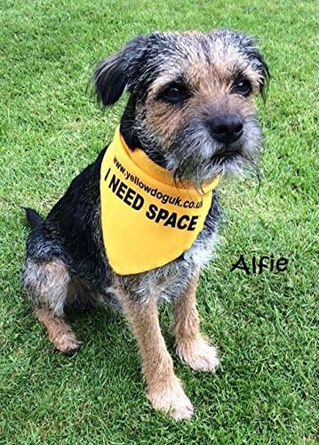 Yellow Dog UK Dog Bandana- "I NEED SPACE" (Small)
