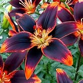 Votaniki Forever Susan Lily Bulbs for Planting - Perennial Long Blooming Lily for Garden Beds, Borders, and Containers | Fast Growing - Low Maninatnace &amp; Easy to Grow (2 Pack)