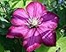 Ville de Lyon Clematis - 2.5" Pot