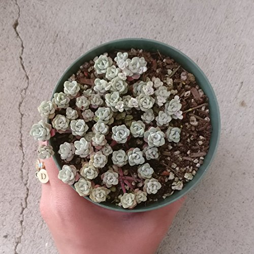 Capo Blanco Sedum spathufolium 'Capo Blanco' (4 inch)