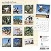 Goats in Trees 2017 Wall Calendar