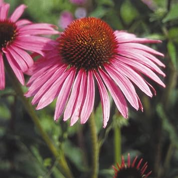 Amazon 国華園 種 花たね エキナセア 桃 1袋 0mg メール便配送 21年春商品 花