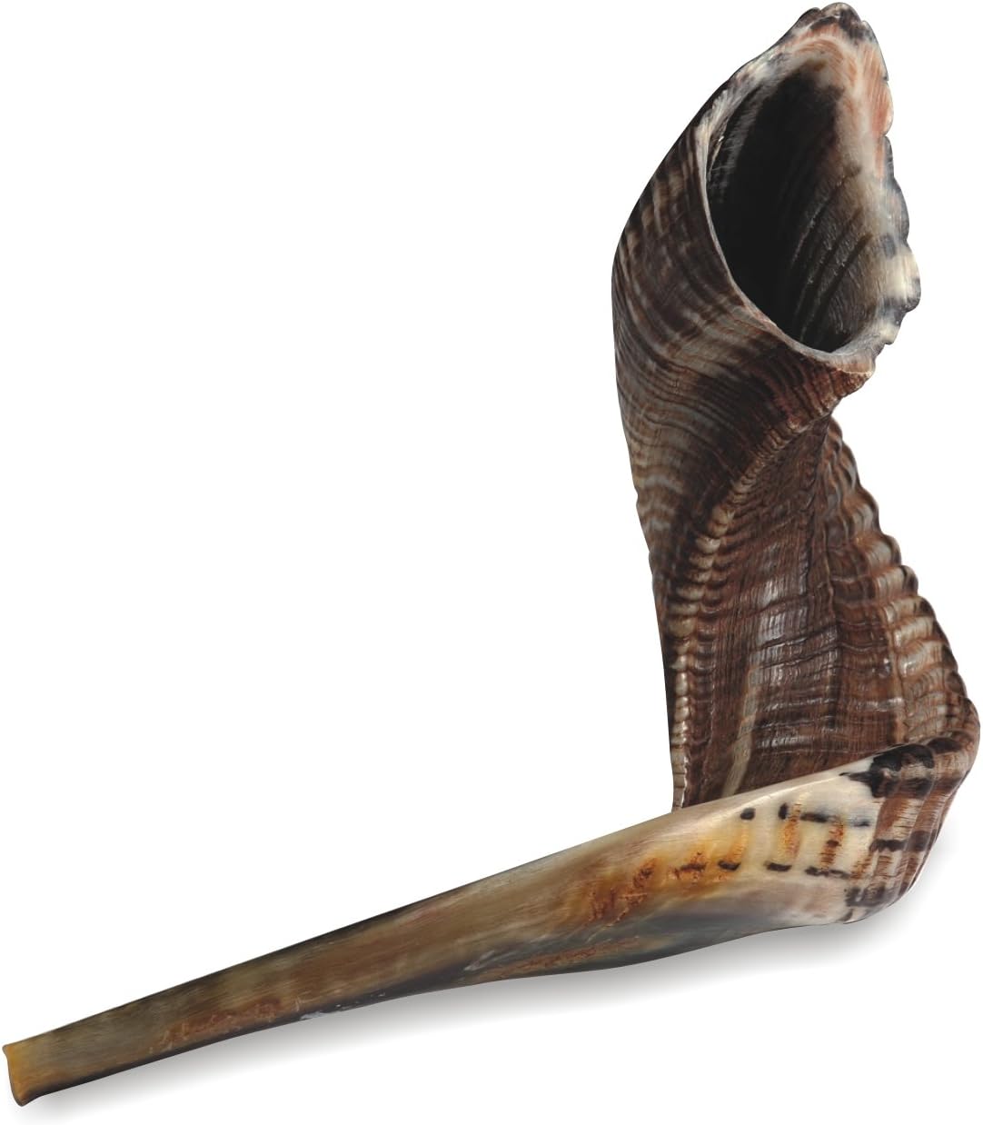 Shofar Natural Ram's Horn from Israel - Kosher Certified, Medium Size 14" - 16"