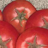 Bella Rosa Tomato Seeds (40 Seeds) Seeds for Planting, Farm, Growing in Garden, Greenhouse, Vegetable, Fruit