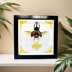 Cased Rhinoceros Beetle, Real Large Insect