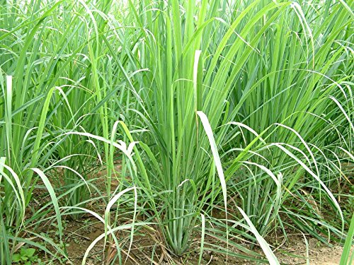 Portal Cool Lemongrass-Citronella (Grass Lemon) Cymbopogon Flexuosus 550 Seeds