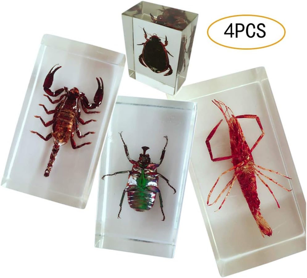 LXX 4PCS Real Bugs Insect Specimen - Teaching Resources Insect Resin Embedded Specimen Creative Crafts - for School Science Education and Biological Collectible