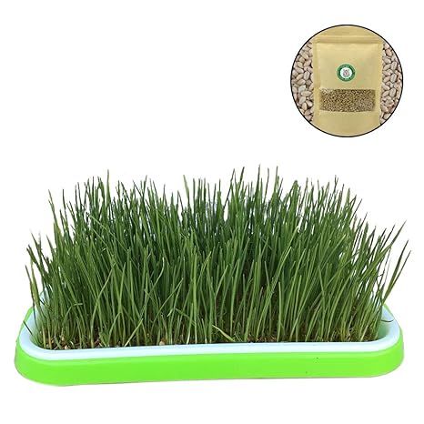 Cat Grass Seeds Amazon - Potting Soil Near Me