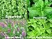 YakovSeeds - 1000+ Mint MIX 4Varieties: Peppermint, Spearmint, Lemon Mint & Lemon Balm Melissa Seeds Heirloom NON-GMO. primary