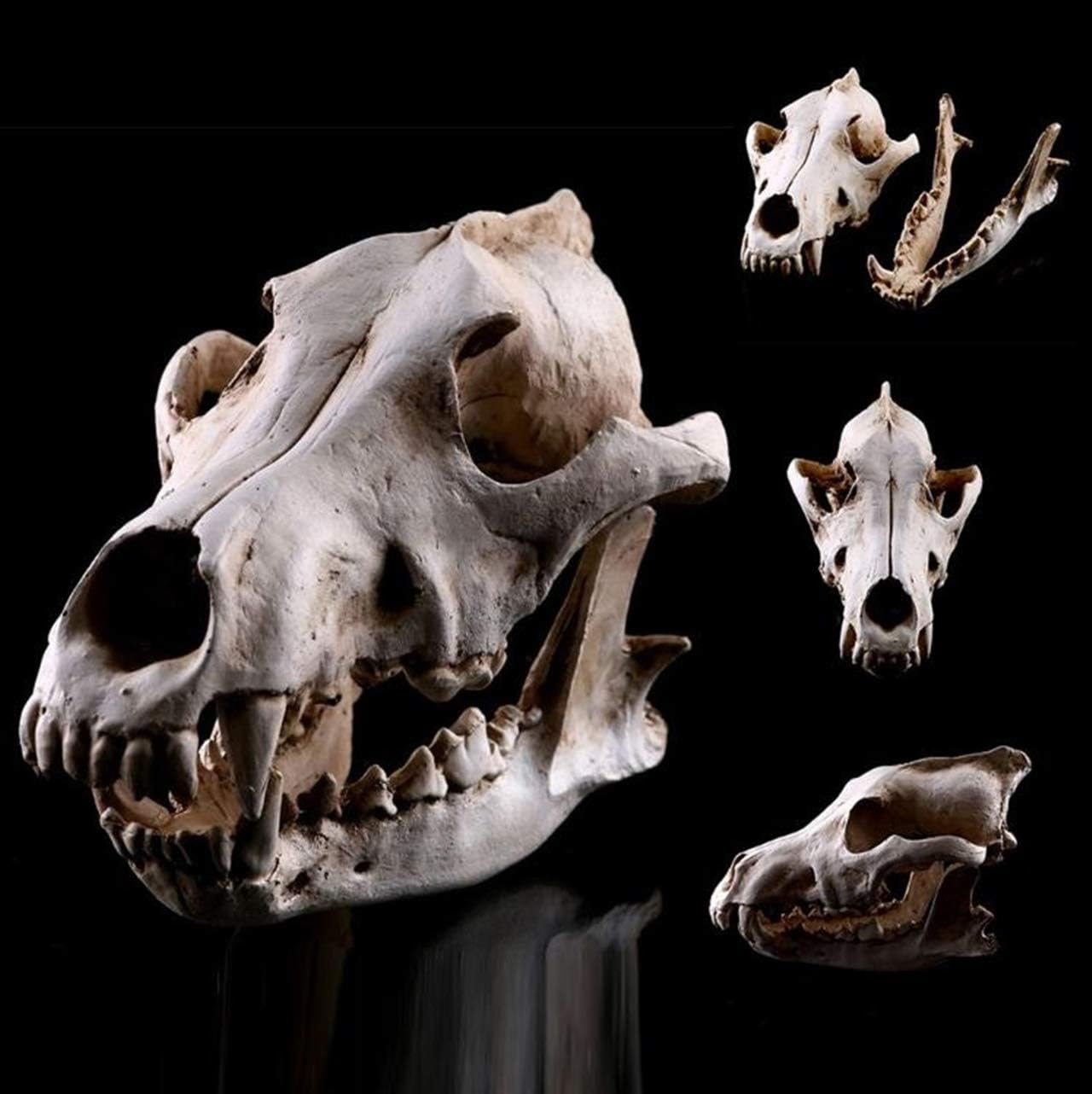 Amazon Co Jp Deepgreenforest Bone Specimen Model Skeleton Skull Wolf Skull Skull Skull Skull Animal Object Figurine Replica Interior Toys