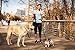 Wag Haus Hands Free Dog Leash & Dog Seatbelt - Bike Dog Leash and Running Dog Leash, Adjustable Belt from 30-52