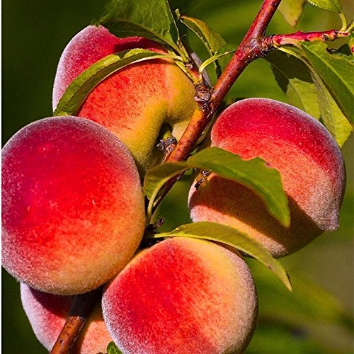Lonlier Semillas de Melocotón x 10/20/50 Paquete para Jardín ...