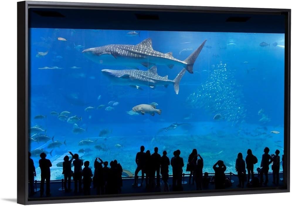 Whale Sharks Swimming in a Large Aquarium Tank, Japan Black Floating Frame Canvas Art, 50"x34"x.