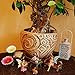 Mood Lab Fairy Garden - Miniature Figurines and Accessories Starter Kit - Hand Painted Fairy Garden Set for Outdoor or House Decor