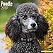 2025 2026 Poodle Calendar - Dog Breed Monthly Wall Calendar - 12