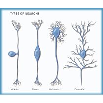 Amazon.com: Póster de ilustración de 4 tipos de neuronas por ...