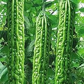 Mara Long Variety - (OP) - Momordica charantia - Non-GMO Seeds (Green48-55+Seeds)