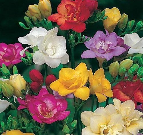 Freesia Double Mixed WPC Prins Bulbs & Tubers Pack x20