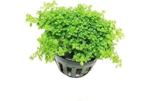 Dwarf Baby Tears Hemianthus Callitrichoides Cuba Potted Java Moss Live Aquatic Plants for Aquarium Freshwater Fish Tank by Greenpro