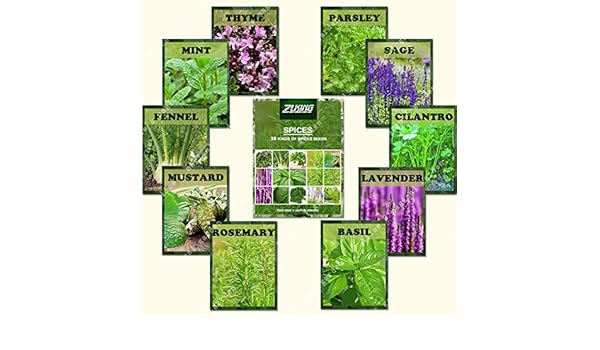 ZLKING 1100 albahaca, lavanda, tomillo rastrero semillas mezcla de ...