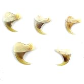 Heyiwell 5 PC Assorted Sizes Real Bobcat Claw 0.5"~0.75" Inch