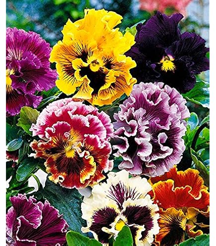 Amazon.com: Ruffled Frilly Mixed Pansy Seed 40+ Seeds for Planting