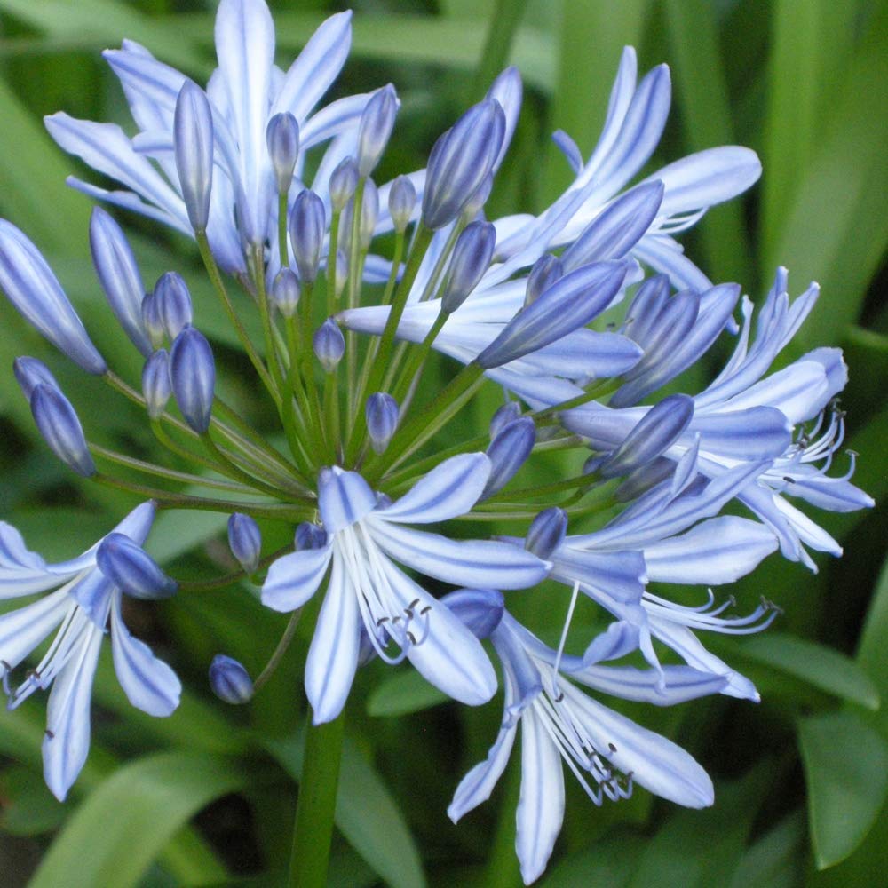1x Agapanthus Africanus Plant Root - Summer Flowering - Exotic & Showy Blue Flowers - for Your Beautiful Garden