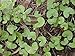 100 Gotu Kola Seeds- Centella Asiatica Medicinal Memory Herb