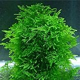 Hot Selling!!! 1bag=200pcs rare flower seeds mini aquarium grass seeds tank underwater aquatic plant seeds easy plant seeds home & garden gift