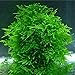 Hot Selling!!! 1bag=200pcs rare flower seeds mini aquarium grass seeds tank underwater aquatic plant seeds easy plant seeds home & garden gift