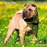 Shar Pei 2014 Wall Calendar