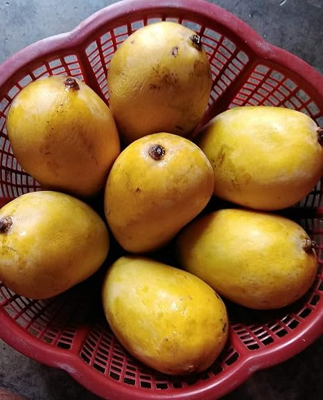 Jardalu Mango Plant - Grafted: Amazon.in: Garden & Outdoors
